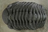 Spiny Walliserops Hammi Trilobite With Hollardops & Morocops #355819-3